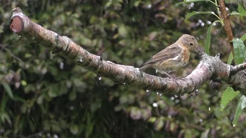 Cute Birds Stock Footage 229752114