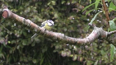 Cute Birds Stock Footage 229752125