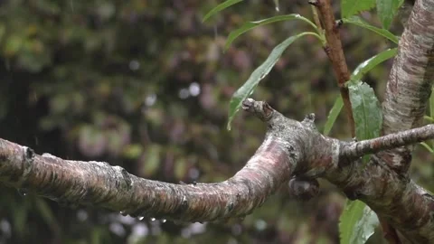 Cute Birds Stock Footage 229752147