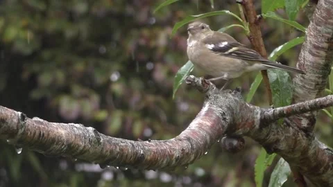 Cute Birds Stock Footage 229752159