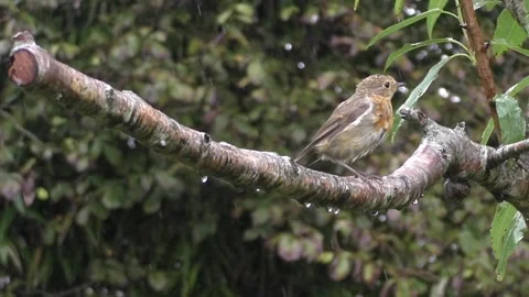 Cute Birds Video stock 229752160