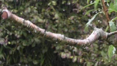 Cute Birds Stock Footage 229752206