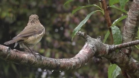 Cute Birds Stock Footage 229752222