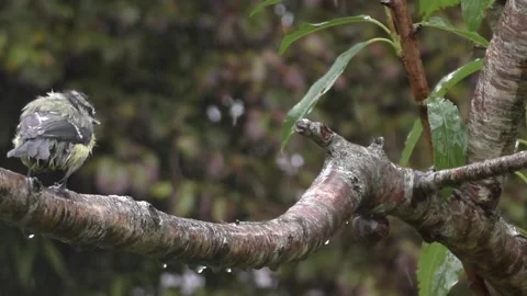 Cute Birds Stock Footage 229752230