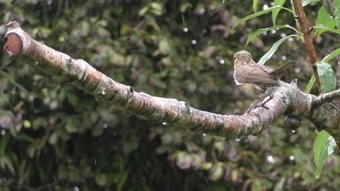 Cute Birds Stock Footage 229752231