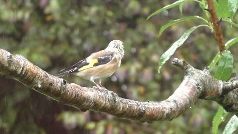 Cute Birds Stock Footage 229752249