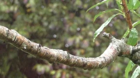 Cute Birds Stock Footage 229752251