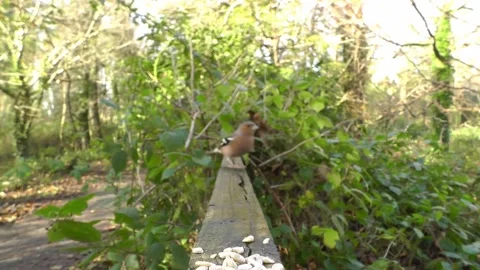 Cute Birds Stock Footage 229752254