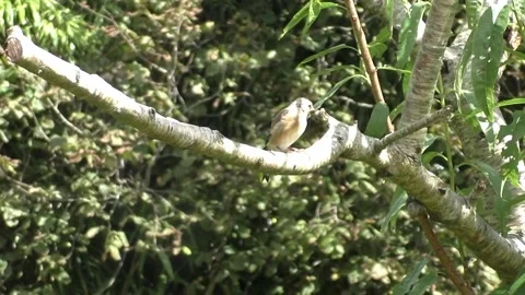 Cute Birds Stock Footage 229752275
