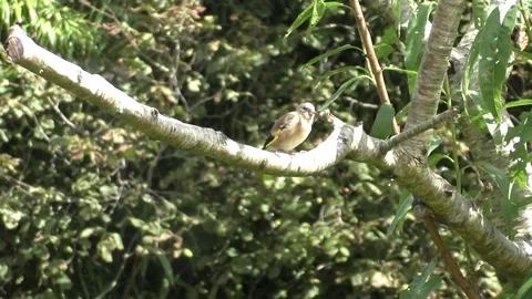 Cute Birds Stock Footage 229752299