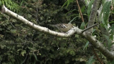 Cute Birds Stock Footage 229752314