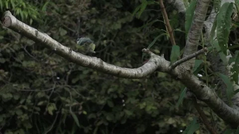 Cute Birds Video stock 229752325