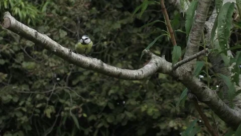 Cute Birds Video stock 229752330