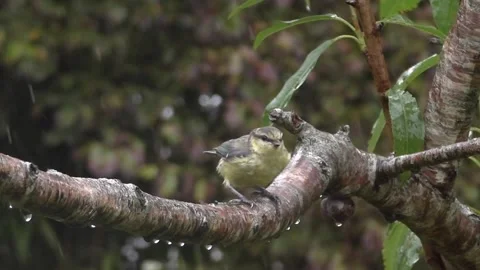 Cute Birds Video stock 229752332