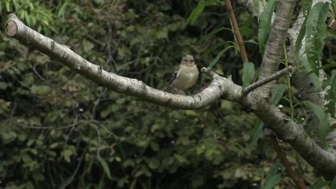 Cute Birds Stock Footage 229752352