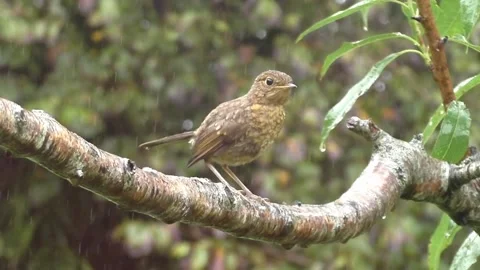 Cute Birds Stock Footage 229752375