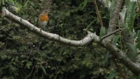 Cute Birds Stock Footage 229752417