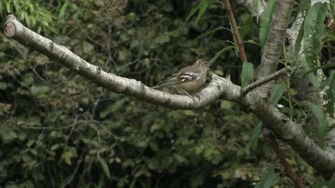 Cute Birds Stock Footage 229752422