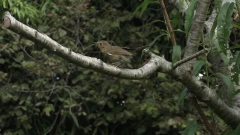 Cute Birds Video stock 229752448