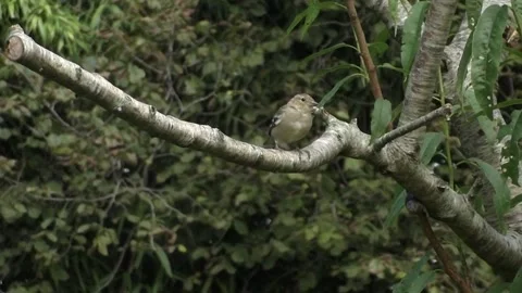 Cute Birds Stock Footage 229752460
