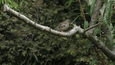 Cute Birds Stock Footage 229752465