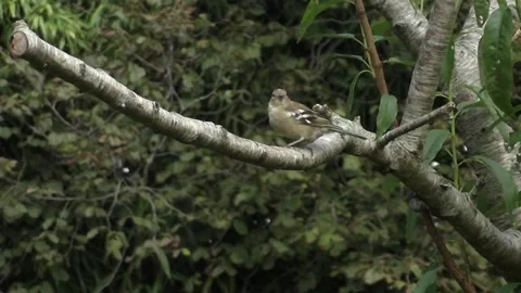 Cute Birds 스톡 동영상 229752492