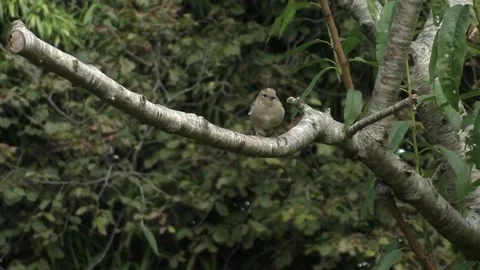Cute Birds Video stock 229752494