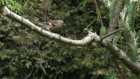 Cute Birds Stock Footage 229752501