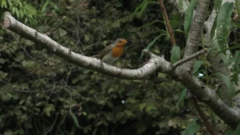 Cute Birds Stock Footage 229752502