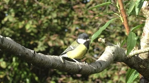 Cute Birds Stock Footage 229752511