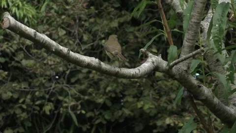 Cute Birds Stock Footage 229752512
