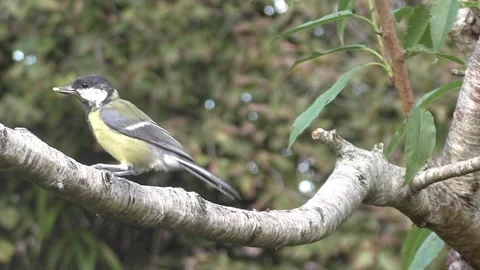 Cute Birds Stock Footage 229752522