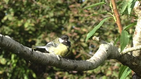 Cute Birds Stock Footage 229752527