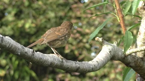 Cute Birds Video stock 229752534