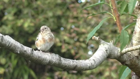 Cute Birds Stock Footage 229752535