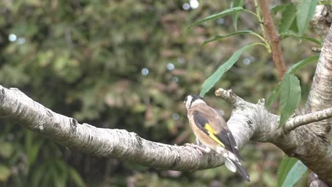 Cute Birds Stock Footage 229752546