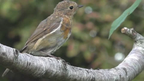 Cute Birds Stock Footage 229752551
