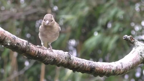 Cute Birds Stock Footage 229752552