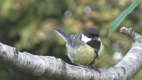 Cute Birds Stock Footage 229752564