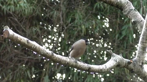 Cute Birds Stock Footage 229752574