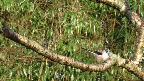 Cute Birds Stock Footage 229752576