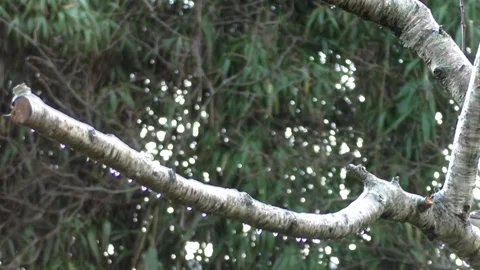 Cute Birds Stock Footage 229752587