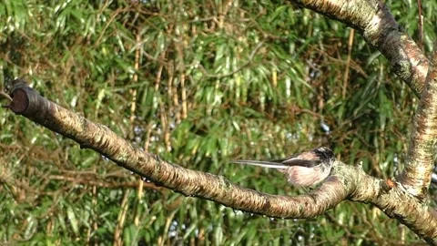 Cute Birds Stock Footage 229752594
