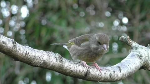 Cute Birds Stock Footage 229752597