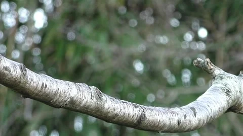 Cute Birds 库存影片 229752600