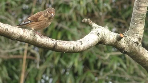 Cute Birds Stock Footage 229752603
