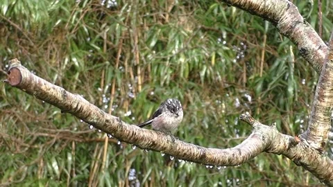 Cute Birds Stock Footage 229752612