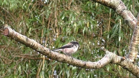Cute Birds Video stock 229752627