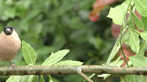 Cute Birds in Nature Video stock 229137454