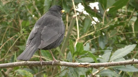 Cute Birds in Nature Stock Footage 229137903